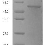 SDS-PAGE separation of QP7954 followed by commassie total protein stain results in a primary band consistent with reported data for Phosphoribosylamine--glycine ligase. These data demonstrate Greater than 90% as determined by SDS-PAGE.