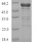 SDS-PAGE separation of QP7956 followed by commassie total protein stain results in a primary band consistent with reported data for Cystathionine beta-synthase. These data demonstrate Greater than 90% as determined by SDS-PAGE.