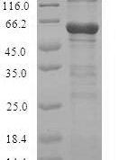SDS-PAGE separation of QP7956 followed by commassie total protein stain results in a primary band consistent with reported data for Cystathionine beta-synthase. These data demonstrate Greater than 90% as determined by SDS-PAGE.