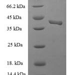 SDS-PAGE separation of QP7960 followed by commassie total protein stain results in a primary band consistent with reported data for ESAM / Endothelial Cell Adhesion Molecule. These data demonstrate Greater than 90% as determined by SDS-PAGE.