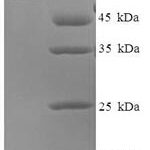 SDS-PAGE separation of QP7963 followed by commassie total protein stain results in a primary band consistent with reported data for Probable imidazolonepropionase. These data demonstrate Greater than 90% as determined by SDS-PAGE.