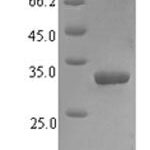 SDS-PAGE separation of QP7966 followed by commassie total protein stain results in a primary band consistent with reported data for VPS13A. These data demonstrate Greater than 90% as determined by SDS-PAGE.