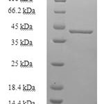 SDS-PAGE separation of QP7968 followed by commassie total protein stain results in a primary band consistent with reported data for CHCHD4. These data demonstrate Greater than 90% as determined by SDS-PAGE.