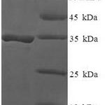 SDS-PAGE separation of QP7970 followed by commassie total protein stain results in a primary band consistent with reported data for DAN domain family member 5. These data demonstrate Greater than 90% as determined by SDS-PAGE.