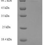 SDS-PAGE separation of QP7971 followed by commassie total protein stain results in a primary band consistent with reported data for Mixed lineage kinase domain-like protein. These data demonstrate Greater than 90% as determined by SDS-PAGE.