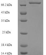 SDS-PAGE separation of QP7971 followed by commassie total protein stain results in a primary band consistent with reported data for Mixed lineage kinase domain-like protein. These data demonstrate Greater than 90% as determined by SDS-PAGE.