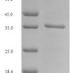 SDS-PAGE separation of QP7974 followed by commassie total protein stain results in a primary band consistent with reported data for Placenta-expressed transcript 1 protein. These data demonstrate Greater than 86.6% as determined by SDS-PAGE.