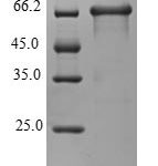 SDS-PAGE separation of QP7978 followed by commassie total protein stain results in a primary band consistent with reported data for WDR45. These data demonstrate Greater than 80% as determined by SDS-PAGE.