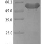 SDS-PAGE separation of QP7981 followed by commassie total protein stain results in a primary band consistent with reported data for Platelet-derived growth factor D. These data demonstrate Greater than 80% as determined by SDS-PAGE.