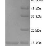 SDS-PAGE separation of QP7982 followed by commassie total protein stain results in a primary band consistent with reported data for SARAF. These data demonstrate Greater than 90% as determined by SDS-PAGE.