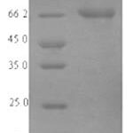 SDS-PAGE separation of QP7983 followed by commassie total protein stain results in a primary band consistent with reported data for ACSF2