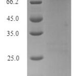 SDS-PAGE separation of QP7985 followed by commassie total protein stain results in a primary band consistent with reported data for HSPB1-associated protein 1. These data demonstrate Greater than 90% as determined by SDS-PAGE.