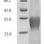 SDS-PAGE separation of QP7991 followed by commassie total protein stain results in a primary band consistent with reported data for C-type lectin domain family 4 member C. These data demonstrate Greater than 80% as determined by SDS-PAGE.