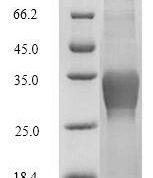 SDS-PAGE separation of QP7991 followed by commassie total protein stain results in a primary band consistent with reported data for C-type lectin domain family 4 member C. These data demonstrate Greater than 80% as determined by SDS-PAGE.