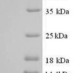 SDS-PAGE separation of QP7993 followed by commassie total protein stain results in a primary band consistent with reported data for E3 ubiquitin-protein ligase MYLIP. These data demonstrate Greater than 90% as determined by SDS-PAGE.