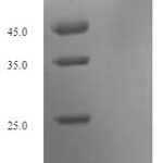 SDS-PAGE separation of QP7995 followed by commassie total protein stain results in a primary band consistent with reported data for Keratin