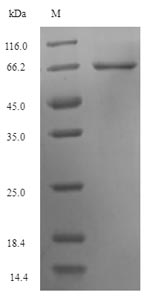 SDS-PAGE separation of QP7995 followed by commassie total protein stain results in a primary band consistent with reported data for Keratin