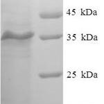 SDS-PAGE separation of QP8002 followed by commassie total protein stain results in a primary band consistent with reported data for MYLPF. These data demonstrate Greater than 90% as determined by SDS-PAGE.