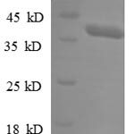 SDS-PAGE separation of QP8004 followed by commassie total protein stain results in a primary band consistent with reported data for E3 ubiquitin-protein ligase TRIM11. These data demonstrate Greater than 90% as determined by SDS-PAGE.