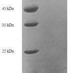 SDS-PAGE separation of QP8011 followed by commassie total protein stain results in a primary band consistent with reported data for MAPKAP1. These data demonstrate Greater than 90% as determined by SDS-PAGE.