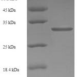 SDS-PAGE separation of QP8013 followed by commassie total protein stain results in a primary band consistent with reported data for RARRES2 / Chemerin. These data demonstrate Greater than 80% as determined by SDS-PAGE.