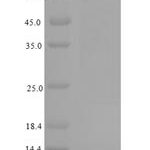 SDS-PAGE separation of QP8014 followed by commassie total protein stain results in a primary band consistent with reported data for GRK2 / ADRBK1. These data demonstrate Greater than 90% as determined by SDS-PAGE.