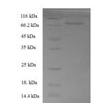 SDS-PAGE separation of QP8017 followed by commassie total protein stain results in a primary band consistent with reported data for Docking protein 1. These data demonstrate Greater than 90% as determined by SDS-PAGE.