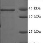 SDS-PAGE separation of QP8019 followed by commassie total protein stain results in a primary band consistent with reported data for HSD17B14. These data demonstrate Greater than 90% as determined by SDS-PAGE.