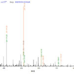 SEQUEST analysis of LC MS/MS spectra obtained from a run with QP8020 identified a match between this protein and the spectra of a peptide sequence that matches a region of Methylosome protein 50.