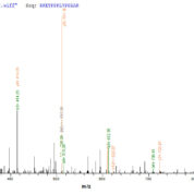 SEQUEST analysis of LC MS/MS spectra obtained from a run with QP8020 identified a match between this protein and the spectra of a peptide sequence that matches a region of Methylosome protein 50.