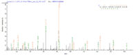 SEQUEST analysis of LC MS/MS spectra obtained from a run with QP8020 identified a match between this protein and the spectra of a peptide sequence that matches a region of Methylosome protein 50.