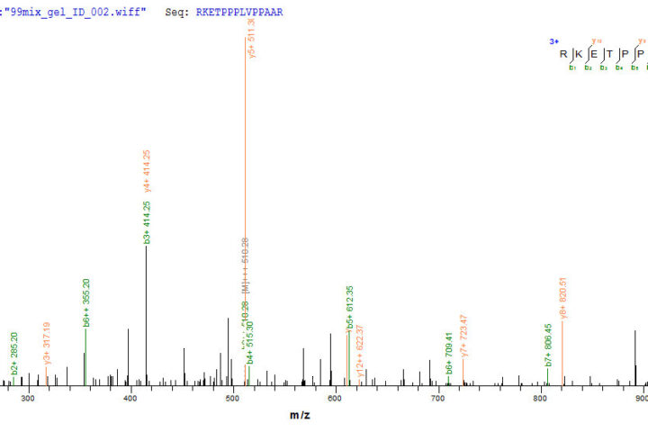 SEQUEST analysis of LC MS/MS spectra obtained from a run with QP8020 identified a match between this protein and the spectra of a peptide sequence that matches a region of Methylosome protein 50.