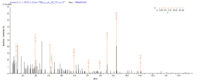 Additional SEQUEST analysis of the LC MS/MS spectra from QP8020 identified an additional between this protein and the spectra of another peptide sequence that matches a region of Methylosome protein 50 confirming successful recombinant synthesis.