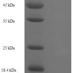 SDS-PAGE separation of QP8021 followed by commassie total protein stain results in a primary band consistent with reported data for Diphthamide biosynthesis protein 2. These data demonstrate Greater than 90% as determined by SDS-PAGE.