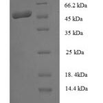 SDS-PAGE separation of QP8022 followed by commassie total protein stain results in a primary band consistent with reported data for Staphopain B. These data demonstrate Greater than 90% as determined by SDS-PAGE.