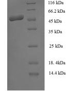 SDS-PAGE separation of QP8022 followed by commassie total protein stain results in a primary band consistent with reported data for Staphopain B. These data demonstrate Greater than 90% as determined by SDS-PAGE.