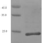 SDS-PAGE separation of QP8023 followed by commassie total protein stain results in a primary band consistent with reported data for Collagen alpha-1(XII) chain. These data demonstrate Greater than 90% as determined by SDS-PAGE.