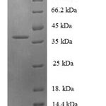 SDS-PAGE separation of QP8024 followed by commassie total protein stain results in a primary band consistent with reported data for MIP-3 beta / CCL19. These data demonstrate Greater than 90% as determined by SDS-PAGE.