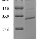 SDS-PAGE separation of QP8025 followed by commassie total protein stain results in a primary band consistent with reported data for Serine protease 29. These data demonstrate Greater than 90% as determined by SDS-PAGE.