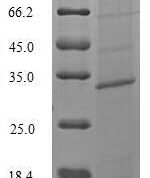 SDS-PAGE separation of QP8025 followed by commassie total protein stain results in a primary band consistent with reported data for Serine protease 29. These data demonstrate Greater than 90% as determined by SDS-PAGE.