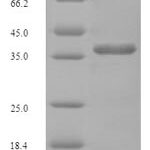 SDS-PAGE separation of QP8030 followed by commassie total protein stain results in a primary band consistent with reported data for DDP1. These data demonstrate Greater than 90% as determined by SDS-PAGE.