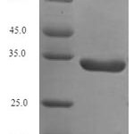 SDS-PAGE separation of QP8031 followed by commassie total protein stain results in a primary band consistent with reported data for PARK7 / DJ-1. These data demonstrate Greater than 90% as determined by SDS-PAGE.