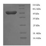 SDS-PAGE separation of QP8032 followed by commassie total protein stain results in a primary band consistent with reported data for Transcriptional enhancer factor TEF-5. These data demonstrate Greater than 80% as determined by SDS-PAGE.