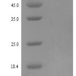 SDS-PAGE separation of QP8034 followed by commassie total protein stain results in a primary band consistent with reported data for Retnlb. These data demonstrate Greater than 90% as determined by SDS-PAGE.