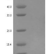 SDS-PAGE separation of QP8034 followed by commassie total protein stain results in a primary band consistent with reported data for Retnlb. These data demonstrate Greater than 90% as determined by SDS-PAGE.