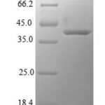 SDS-PAGE separation of QP8037 followed by commassie total protein stain results in a primary band consistent with reported data for 3-hydroxyacyl-CoA dehydrogenase type-2. These data demonstrate Greater than 90% as determined by SDS-PAGE.