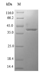 SDS-PAGE separation of QP8037 followed by commassie total protein stain results in a primary band consistent with reported data for 3-hydroxyacyl-CoA dehydrogenase type-2. These data demonstrate Greater than 90% as determined by SDS-PAGE.