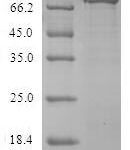 SDS-PAGE separation of QP8038 followed by commassie total protein stain results in a primary band consistent with reported data for ACY1 / Aminoacylase-1. These data demonstrate Greater than 80% as determined by SDS-PAGE.