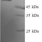 SDS-PAGE separation of QP8042 followed by commassie total protein stain results in a primary band consistent with reported data for Endoplasmic reticulum resident protein 44. These data demonstrate Greater than 90% as determined by SDS-PAGE.