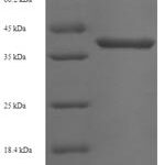 SDS-PAGE separation of QP8052 followed by commassie total protein stain results in a primary band consistent with reported data for Gem-associated protein 7. These data demonstrate Greater than 90% as determined by SDS-PAGE.